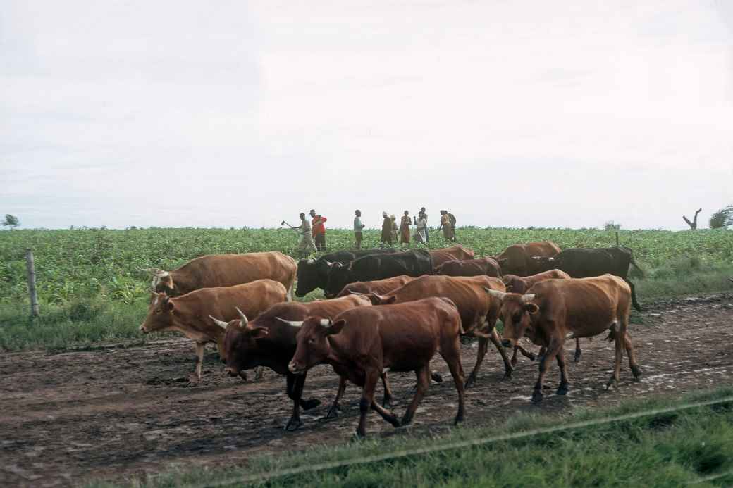 Mpondo farmers and cattle